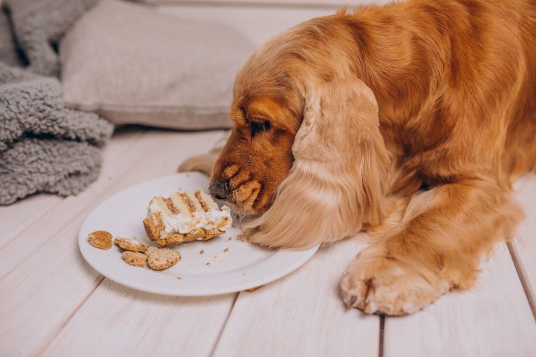 Les races de chiens qui sont les plus possessives avec leur gamelle