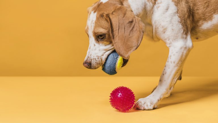 10 tours mignons à apprendre à votre chien