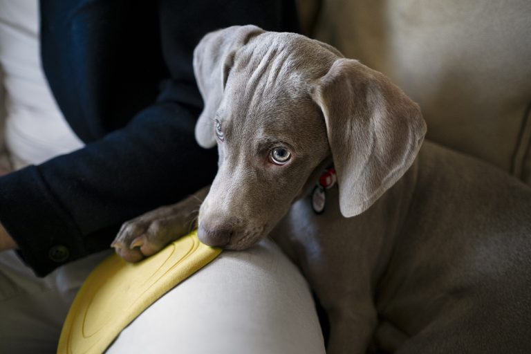 Comment aider votre chien à surmonter sa peur des étrangers ?