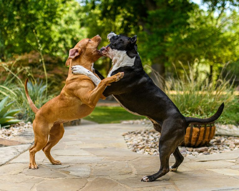 Comment prévenir les problèmes de comportement de son chien?