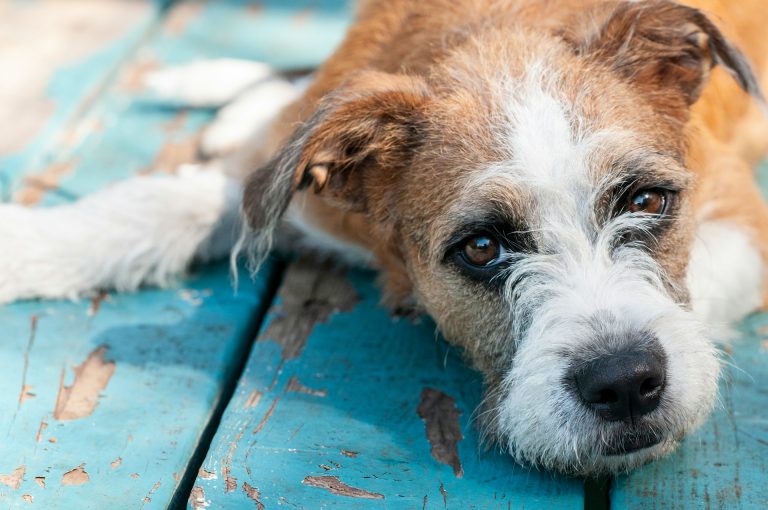 Comment reconnaître et traiter les allergies chez votre chien ?