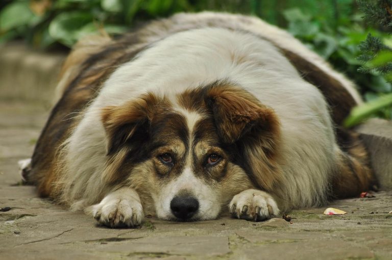 Les races de chien les plus enclines à l’obésité