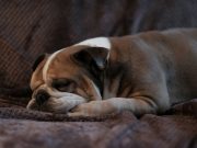 Les races de chiens qui ronflent le plus souvent