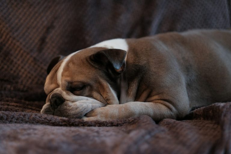 Les races de chiens qui ronflent le plus souvent