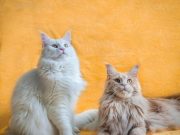 Ces races de chats sont les plus élégantes du monde Chats élégants