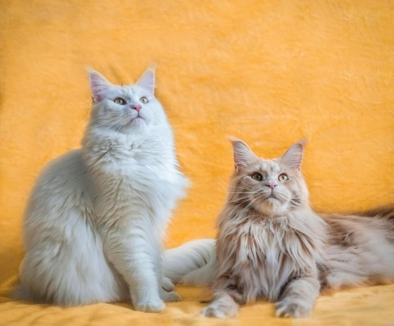 Ces races de chats sont les plus élégantes du monde