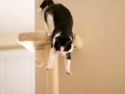 Les races de chats qui sont les plus actives Races de chats les plus actives