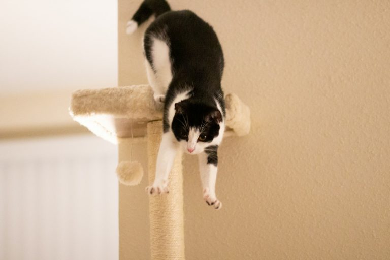 Les races de chats qui sont les plus actives