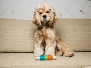 7 meilleurs moyens d’occuper votre chien quand vous êtes absent meilleurs moyens d'occuper votre chien quand vous êtes absent