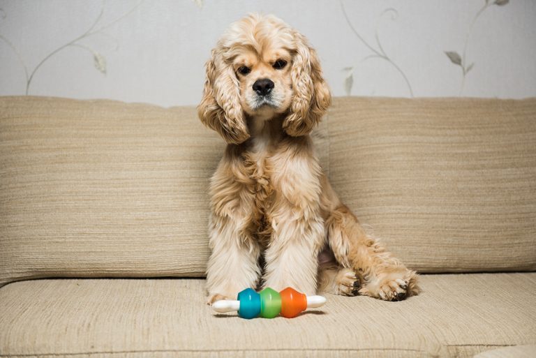 7 meilleurs moyens d’occuper votre chien quand vous êtes absent