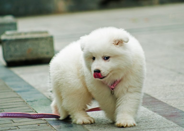 Les races de chien qui ressemblent à d’autres animaux