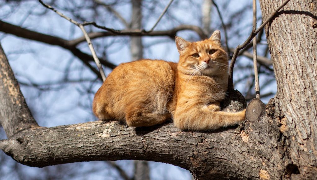 chat sur arbre