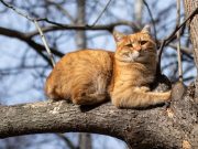 Les races de chat qui sont les plus robustes, avec une santé de fer chat sur arbre