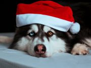 Les races de chiens stars des réseaux sociaux