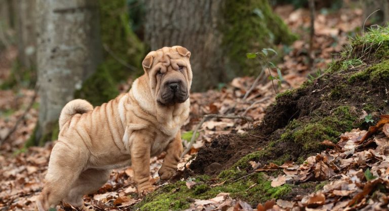 Les plus belles races de chien qui ont la peau plissée