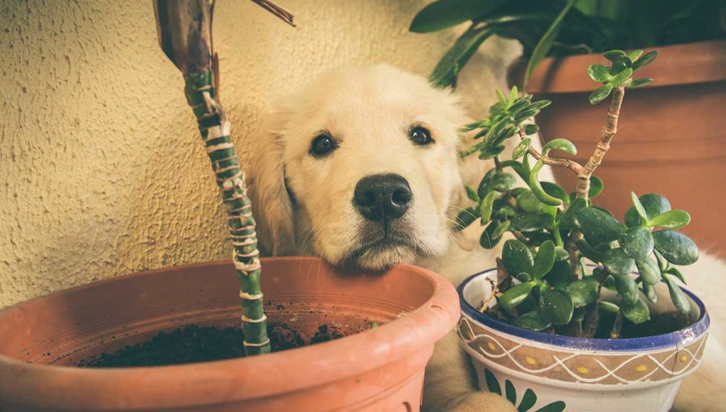 plantes toxiques pour chien