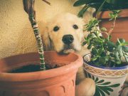 8 plantes toxiques à éviter absolument pour votre chien plantes toxiques pour chien