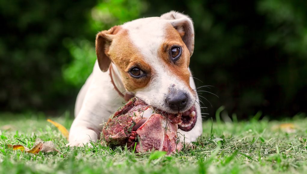 Pourquoi les chiens ont-ils tendance à enterrer des os