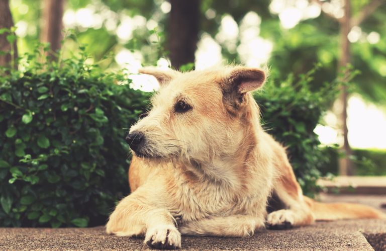 Comment bien prendre soin de votre chien âgé ?