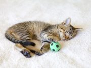 Les races de chat qui sont toujours prêts à jouer avec leur maître races de chat qui sont toujours prêts à jouer avec maitre