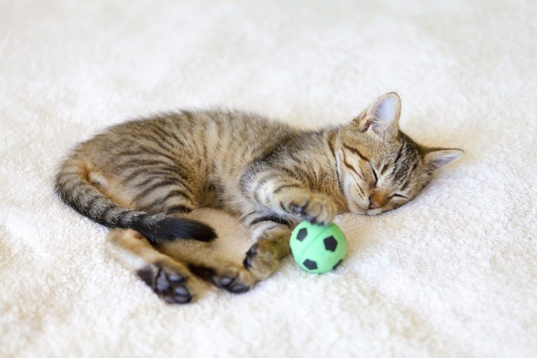 Les races de chat qui sont toujours prêts à jouer avec leur maître