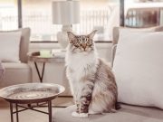 Ces races de chat sont les plus loyales avec leur maître races de chat qui sont les plus loyales envers leur maître