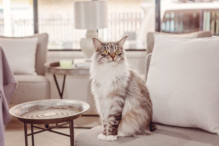 Ces races de chat sont les plus loyales avec leur maître