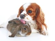 Les races de chien qui sont les meilleurs amis d’autres animaux races de chien qui sont les amis d'autres animaux