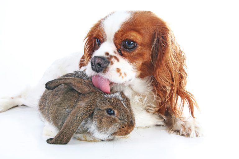 Les races de chien qui sont les meilleurs amis d’autres animaux