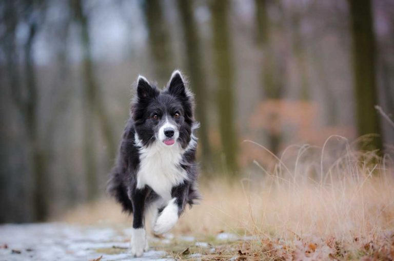 Les races de chien qui ont les corps les plus athlétiques