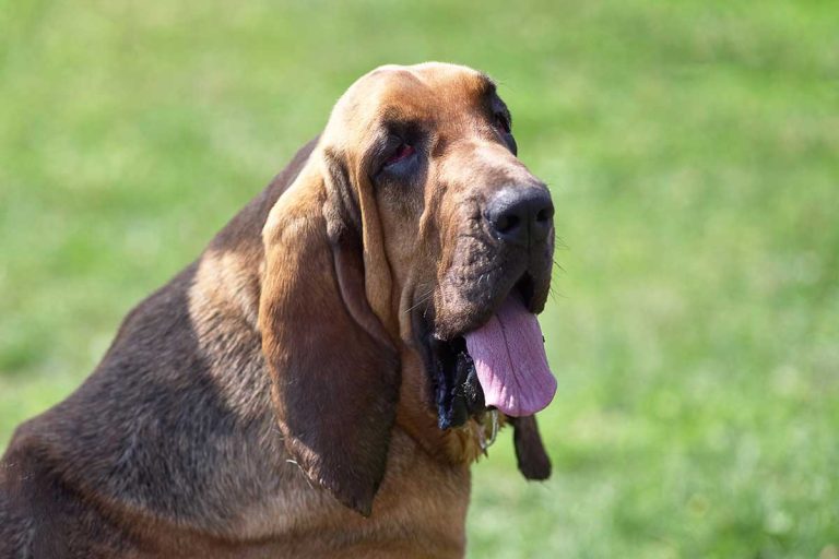 Les races de chiens qui ont les plus longues oreilles