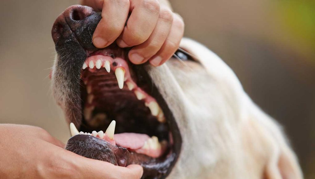 races de chien qui ont les mâchoires les plus puissantes