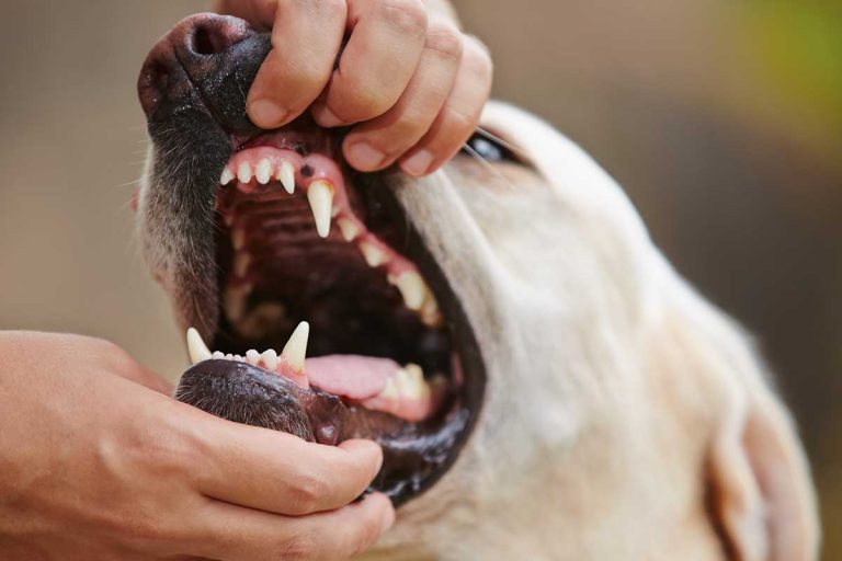Les 10 races de chien qui ont les mâchoires les plus puissantes et fortes