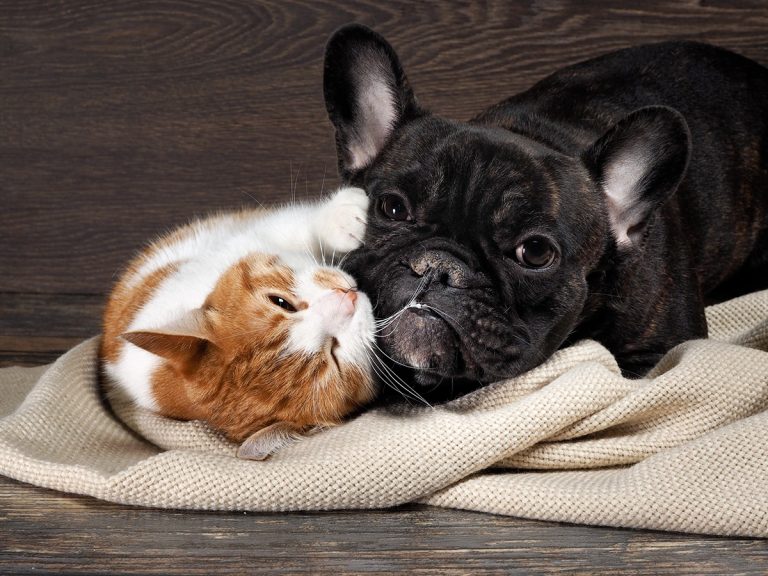 Les races de chien qui cohabitent le mieux avec des chats