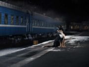 Les races de chien qui sont d’une grande aide pendant les patrouilles nocturnes races de chien patrouilles nocturnes