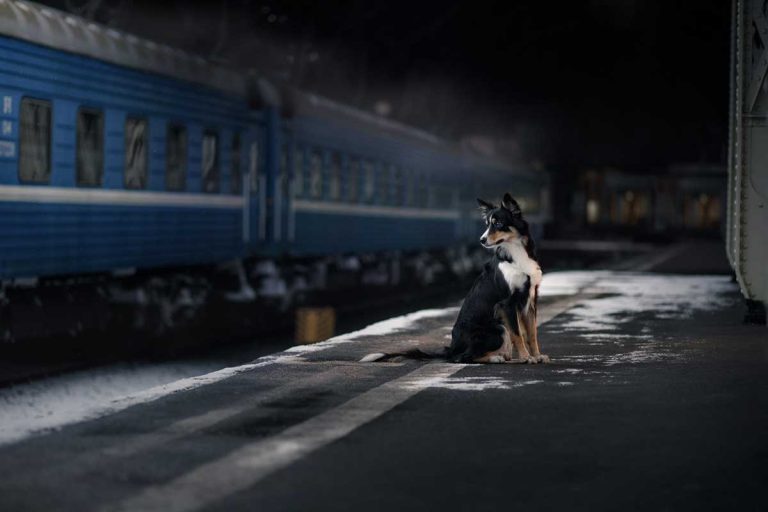 Les races de chien qui sont d’une grande aide pendant les patrouilles nocturnes