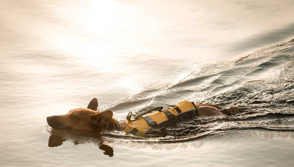 races de chien les plus aptes pour le sauvetage en mer