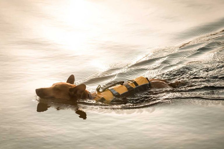 Les races de chien les plus aptes pour le sauvetage en mer