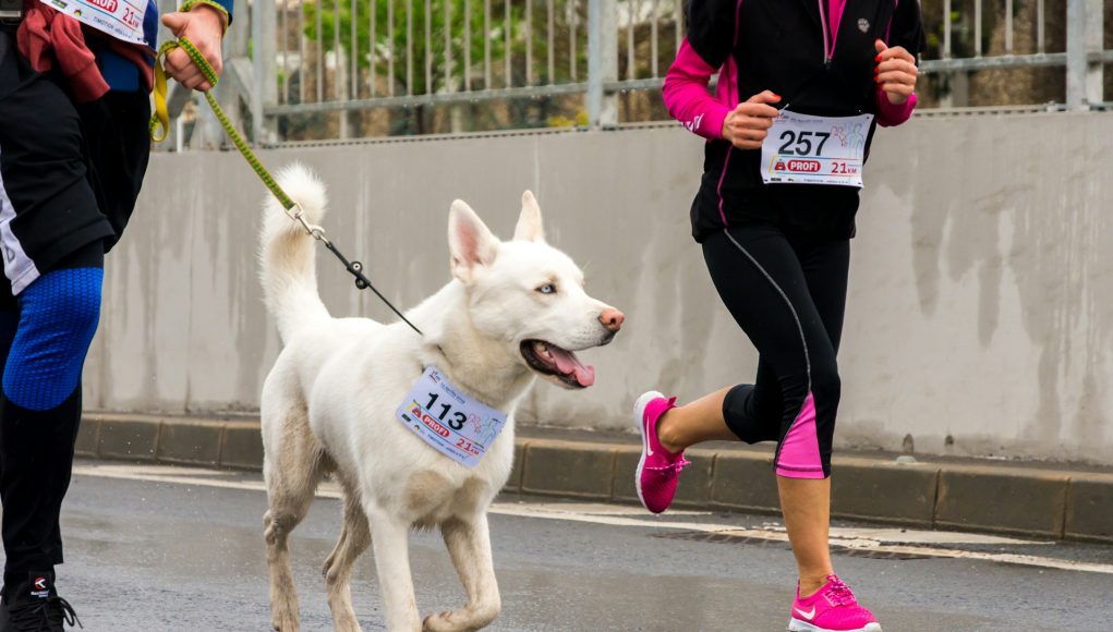 Les races de chien les plus adaptées à la course à pied