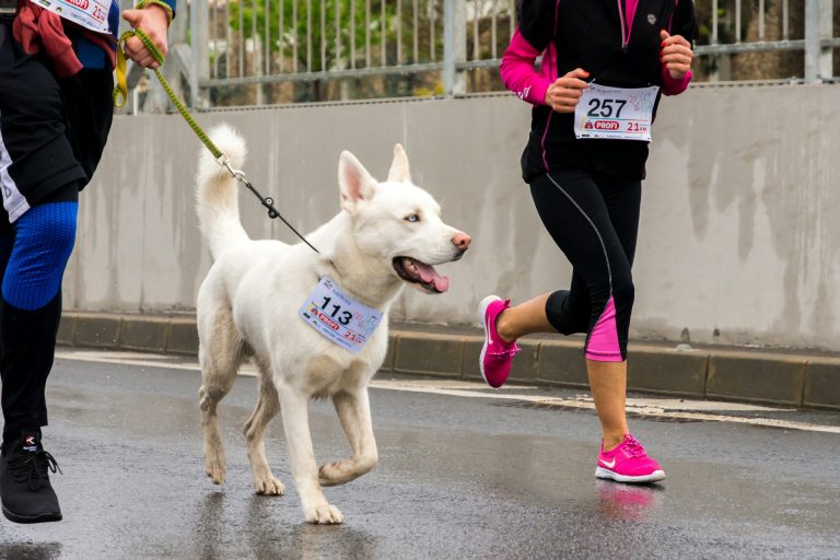 Ces races de chiens adorent la course à pied