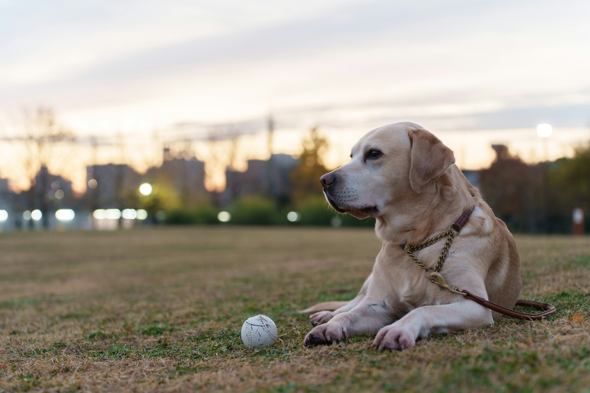 Le Labrador Retriever ball