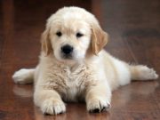 Comment préparer votre maison à l’arrivée d’un chiot ? éduquer votre chiot