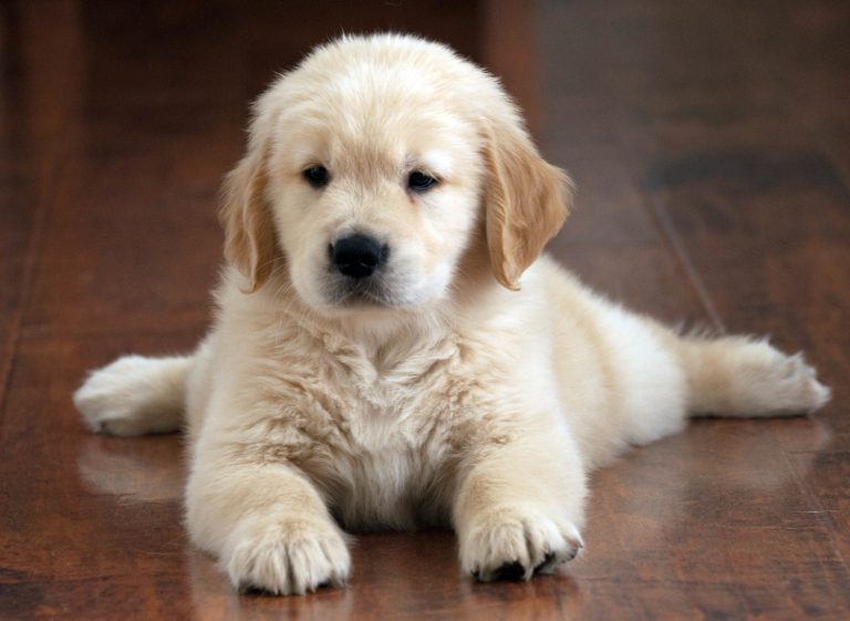Comment préparer votre maison à l’arrivée d’un chiot ?
