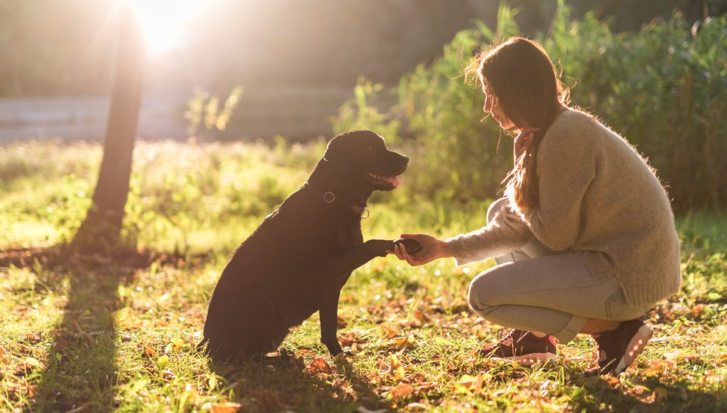 Renforcer la confiance de votre chien envers vous