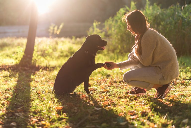 Comment renforcer la confiance de votre chien envers vous ?