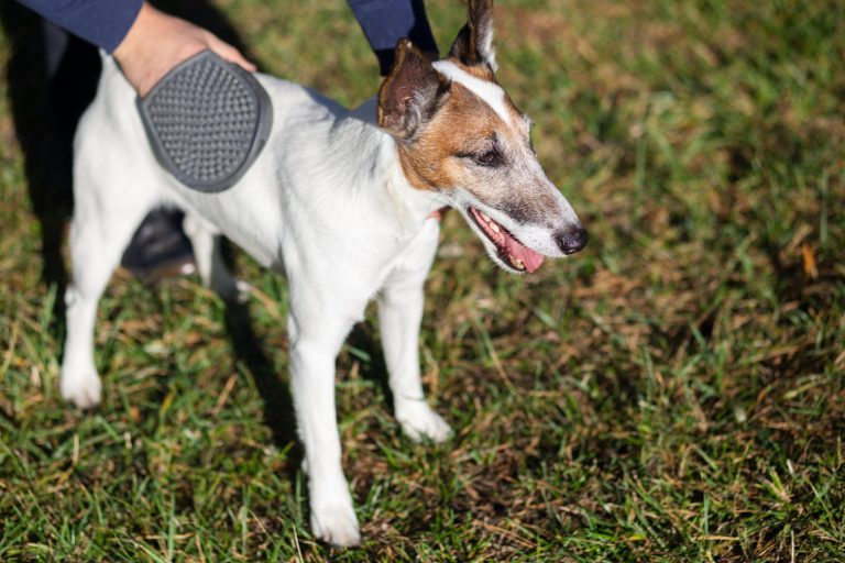 Pourquoi votre chien a le hoquet ? Causes et ce qu’il faut faire