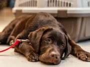 Comment prévenir et traiter les problèmes de digestion de votre chien ? chien devient distant