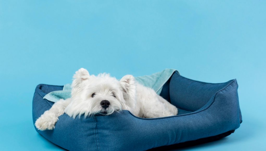 Choisir le bon coussin de couchage pour votre chien