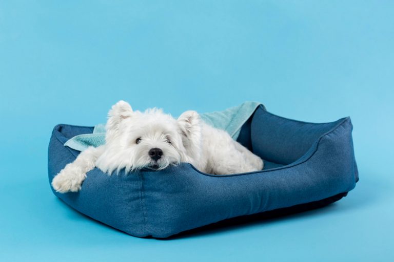 Comment choisir le bon coussin pour le confort de votre chien ?