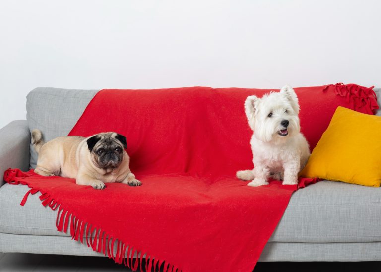 Comment enseigner à votre chien à ne pas monter sur le canapé ?